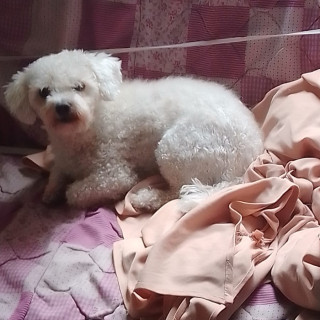 MAIKY | Raza French Poodle o Caniche | Perdido