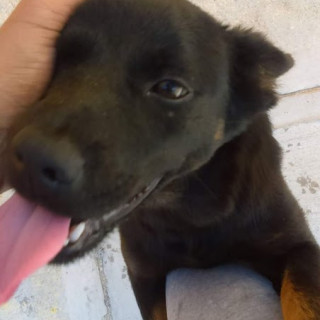 CHELA | Raza Mestiza | En Adopción
