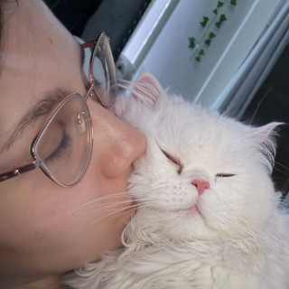 SIMI | Raza Británico de pelo largo | Perdido