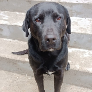 MINI | Raza Mestizo, cruza de Labrador | Perdido