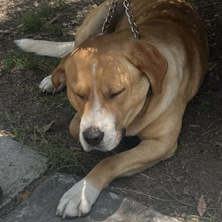 PAPUCHO | Raza Mestizo, cruza de American Pitbull Terrier con Labrador | Final Feliz