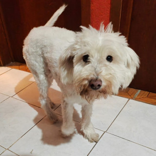 LAIKA | Raza Mestiza,  cruza de Maltés con Poodle,  (Maltipoo). | Perdida