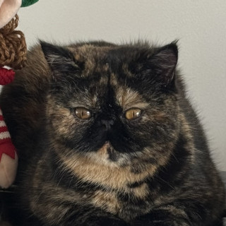 Foto de NEGRITA