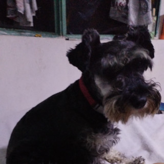 EMI | Raza Schnauzer Miniatura  | Final Feliz