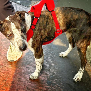  | Raza Mestiza, cruza de American Pitbull Terrier | Encontrada