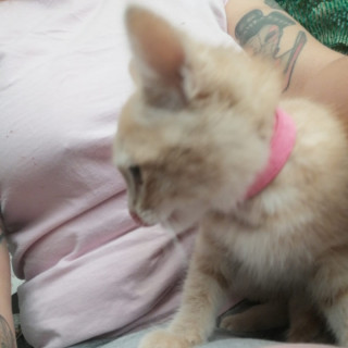 MARIZZA | Raza Doméstico Américano de Pelo Corto | En Adopción