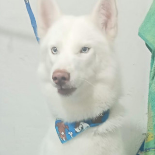 MILÁN | Raza Husky Siberiano | Perdido