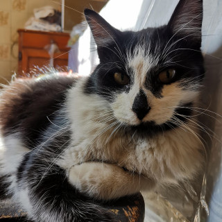 BIGOS | Raza Doméstico Americano de pelo semilargo | Perdido