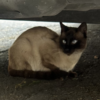 | Raza Siamés Punto Foca | Encontrado