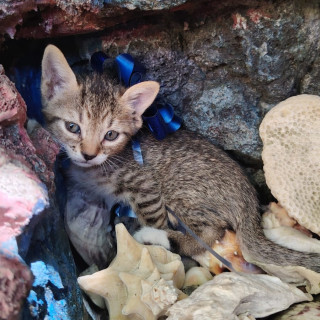 Foto de HERMOSO GATITO