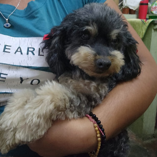 PELUSA | Raza Mestiza,  cruza de Schnauzer con Poodle,  (Schnoodle) | Perdida