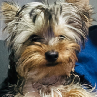 AMÉRICA | Raza Yorkshire Terrier (Yorkie) | Final Feliz