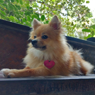 POMPOM | Raza Pomerania | Final Feliz
