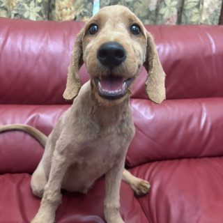 PACHICLETO | Raza Mestizo, cruza de Golden Retriever con French Poodle,  (Goldendoodle). | Perdido