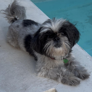 SHELBY | Raza Shih Tzu  | Perdida