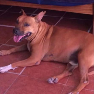 COFY | Raza American Pitbull Terrier | Perdido