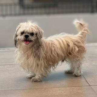 BRUNO | Raza Shih Tzu  | Perdido