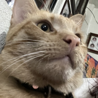 NACHITO | Raza Doméstico Américano de Pelo Corto | Perdido
