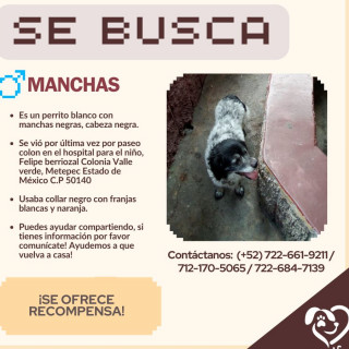 MANCHAS | Raza Mestizo | Perdido
