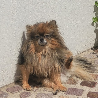 MARLEY | Raza Pomerania | Perdida