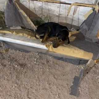 PETER | Raza Dóberman Pinscher | Perdido