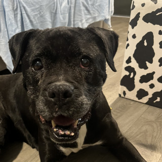  | Raza Mestiza,  cruza de American Pitbull Terrier Con Bóxer | Encontrada