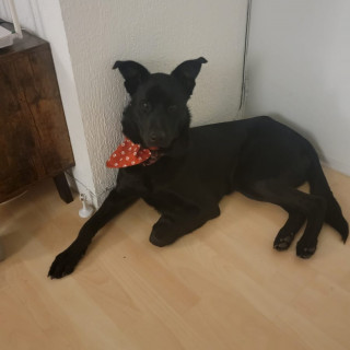  | Raza Mestizo | Encontrado