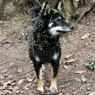 SAKI | Raza Shiba Inú | Final Feliz