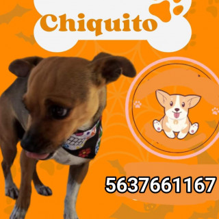 CHIQUITO | Raza Chihuahua | Perdido