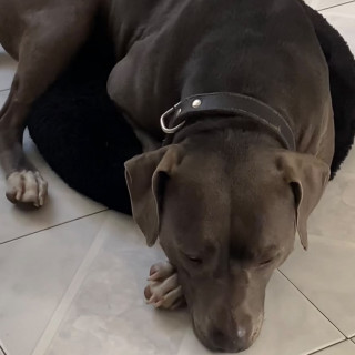 DAISY | Raza American Pitbull Terrier | Final Feliz