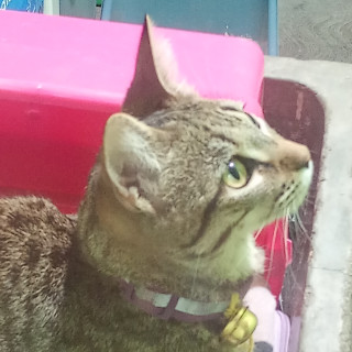Foto de MORITA