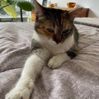 MOSHI | Raza Calicó de pelo corto | Perdida