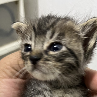 HERMOSO GATITO | Raza Doméstico Américano de Pelo Corto | En Adopción