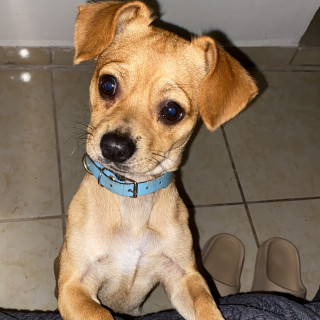 BRUNO | Raza Mestizo, cruza de Chihuahua con Dachshund o Salchicha | Perdido