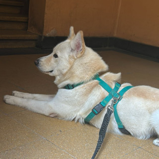  | Raza Mestizo, cruza de Husky Siberiano | Encontrado