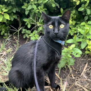 ANUBIS | Raza Bombay | Perdido