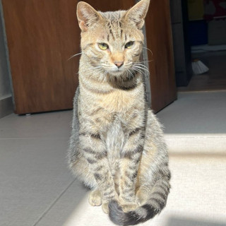 MILO | Raza Doméstico Américano de Pelo Corto | Perdido