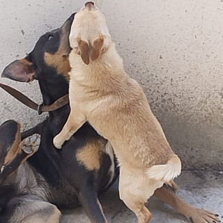 SCRAPPY | Raza Chihuahua | Perdido