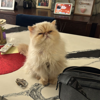 JUANITA | Raza Persa Punto Flama | Final Feliz