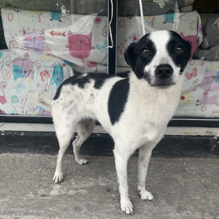  | Raza Mestiza, posible cruza de Fox Terrier | Encontrada