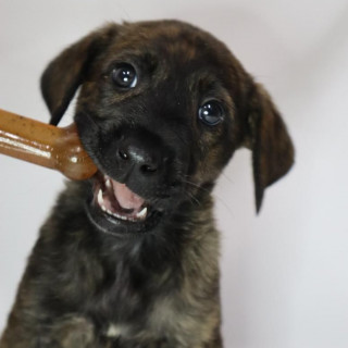 LUNA | Raza Mestiza, cruza de Pastor Belga Malinois | Final Feliz