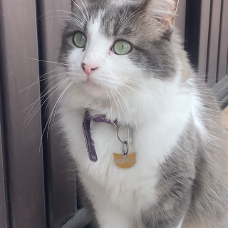 FRUFRÚ | Raza Doméstico Americano de pelo semilargo | Perdida