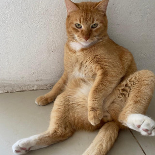 OMALI | Raza Doméstico Américano de Pelo Corto | Perdido