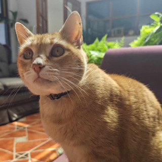 LOOKY | Raza Doméstico Americano de Pelo Corto | Perdida