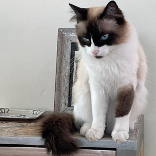 PELOS | Raza Ragdoll | Perdida