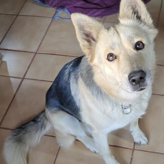 KIRA | Raza Mestiza, cruza de Pastor Alemán con Husky Siberiano | Final Feliz