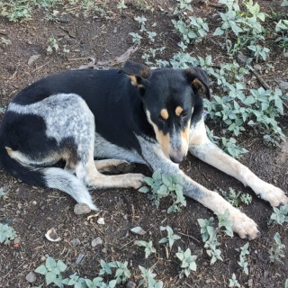 Foto de VAQUITA