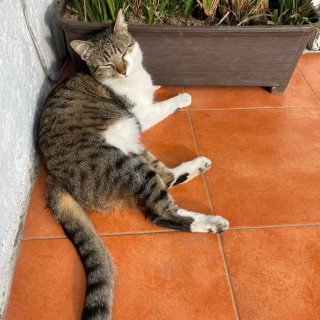 CHIQUI | Raza Doméstico Américano de Pelo Corto | Final Feliz