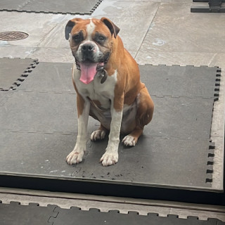  | Raza Mestiza, cruza de Bóxer con American Pitbull Terrier | Final Feliz