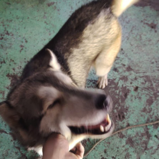  | Raza Husky Siberiano | Encontrado